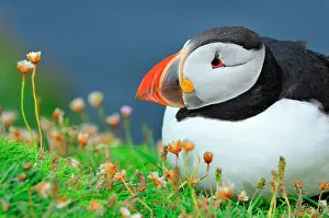 Aerohaline: Fratercula arctica Fratercula