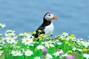 Aerohaline: Fratercula arctica Fratercula