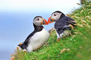 Aerohaline: Fratercula arctica Fratercula