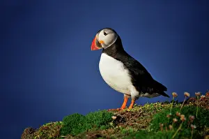 Aerohaline: Fratercula arctica Fratercula