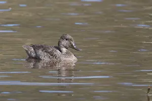 Freckled: Freckled Duck