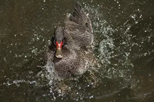 Freckled: Freckled Duck