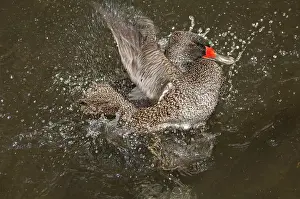 Freckled: Freckled Duck