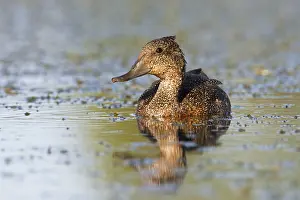 Victoria: Freckled Duck (Stictonetta naevosa)