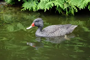 Freckled: Freckled Duck - swimming on lake