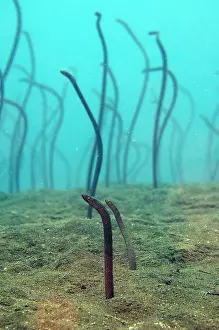 Wreck: Freckled Garden Eel - Liberty Wreck Dive Site, Tulamben