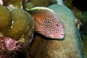 Hawkfish: Freckled Hawkfish