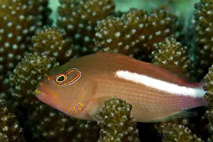 Hawkfish: Freckled Hawkfish