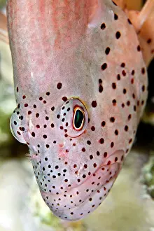 Hawkfish: Freckled Hawkfish