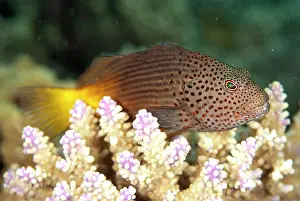 Hawkfish: Freckled Hawkfish