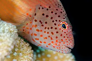 Hawkfish: Freckled Hawkfish