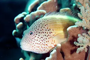 Hawkfish: Freckled Hawkfish resting on coral