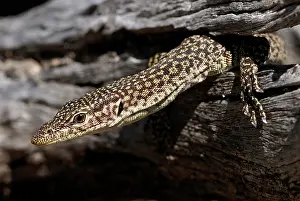 Freckled: Freckled monitor lizard