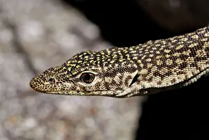 Freckled: Freckled monitor lizard