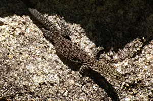 Freckled: Freckled monitor lizard