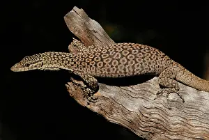 Freckled: Freckled monitor lizard