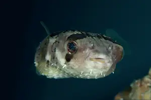 Freckled: Freckled Porcupinefish / Balloonfish