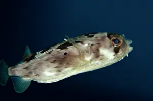 Freckled: Freckled Porcupinefish / Balloonfish