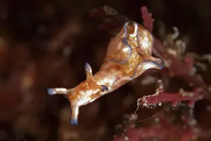 Crawl: Freckled Sea Hare