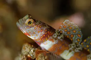 Amblyeleotris: Freckled Shrimpgoby - on black sand