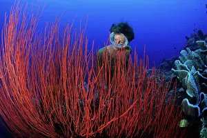 Whips: Free diver posing between red sea whips, Ellisella sp. Wal