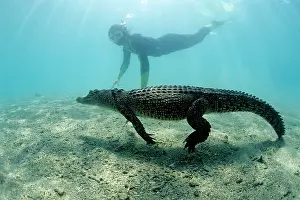 Alligators: free diver with saltwater crocodile Crocodylus porosus Kimbe
