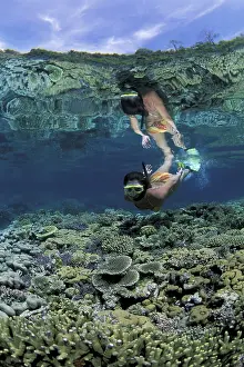 Snorkeller: Free diver swimming over the coral reef, Walindi, West New B