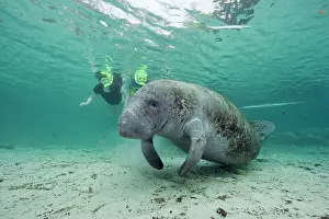 Free: Free divers and Florida manatee, Trichechus manatus latirost