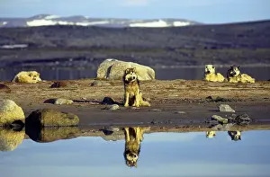 Pieces: Free Eskimo dogs on an island near Baffin Canada