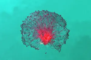 Flores: Free-floating Pink Puffball Sponge (Oceanapia sagittaria)