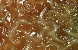 Micrograph: Free-living parasitic nematodes