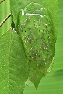 Sticking: Free Madagascar Frog (Guibemantis liber) eggs laid
