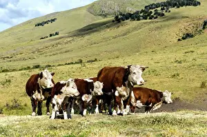 Calafate: Free Range Cattle on grass