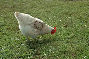 Zoological: Free Range Chicken