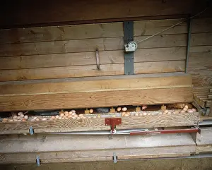 Belt: Free range chicken eggs