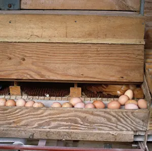 Belt: Free range chicken eggs