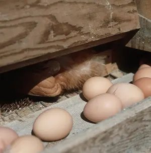 Commercial: Free Range Chicken Eggs