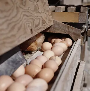 Commercial: Free Range Chicken Eggs