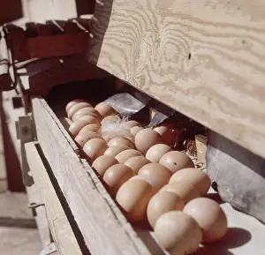 Commercial: Free Range Chicken Eggs