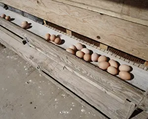 Commercial: Free Range Chicken Eggs
