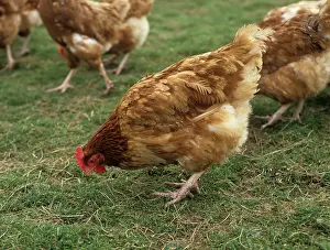 Unit: Free range chickens