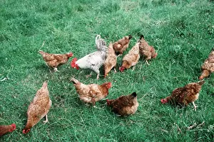 Cockerel: FREE RANGE CHICKENS