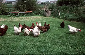 J Laurie: FREE RANGE CHICKENS