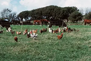 FREE RANGE CHICKENS