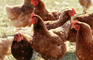 Anthony Harrison: Free Range CHICKENS - group of brown hens