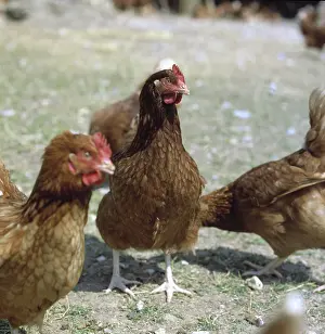 Layers: Free range hen