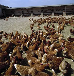 Layers: Free range hens