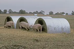 Sties: Free range pigs in field