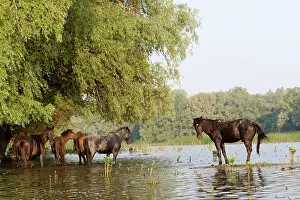 Flooding: The free roaming horses of Maliuc. In the