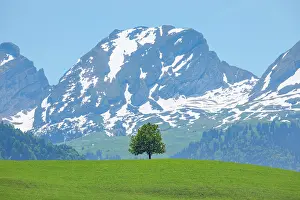 Linden: Free-standing, single lime trees on a hill in front